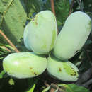 Asimina triloba 'Mango' - Pawpaw, Indianerbanane