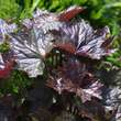 Heuchera micrantha 'Palace Purple': Bild 4/6