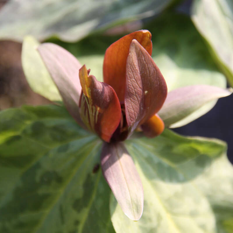Dreiblatt - Trillium sessile