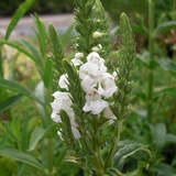 Physostegia virginiana 'Alba' - Gelenkblume