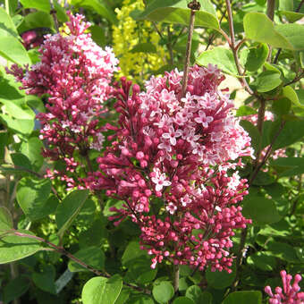 Syringa 'Tinkerbelle'