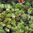 Salvinia natans: Bild 3/3