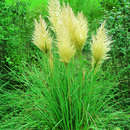 Cortaderia selloana 'Pumila' - Zwerg-Pampasgras