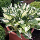 Hosta 'Revolution' - Funkie, Herzlilie