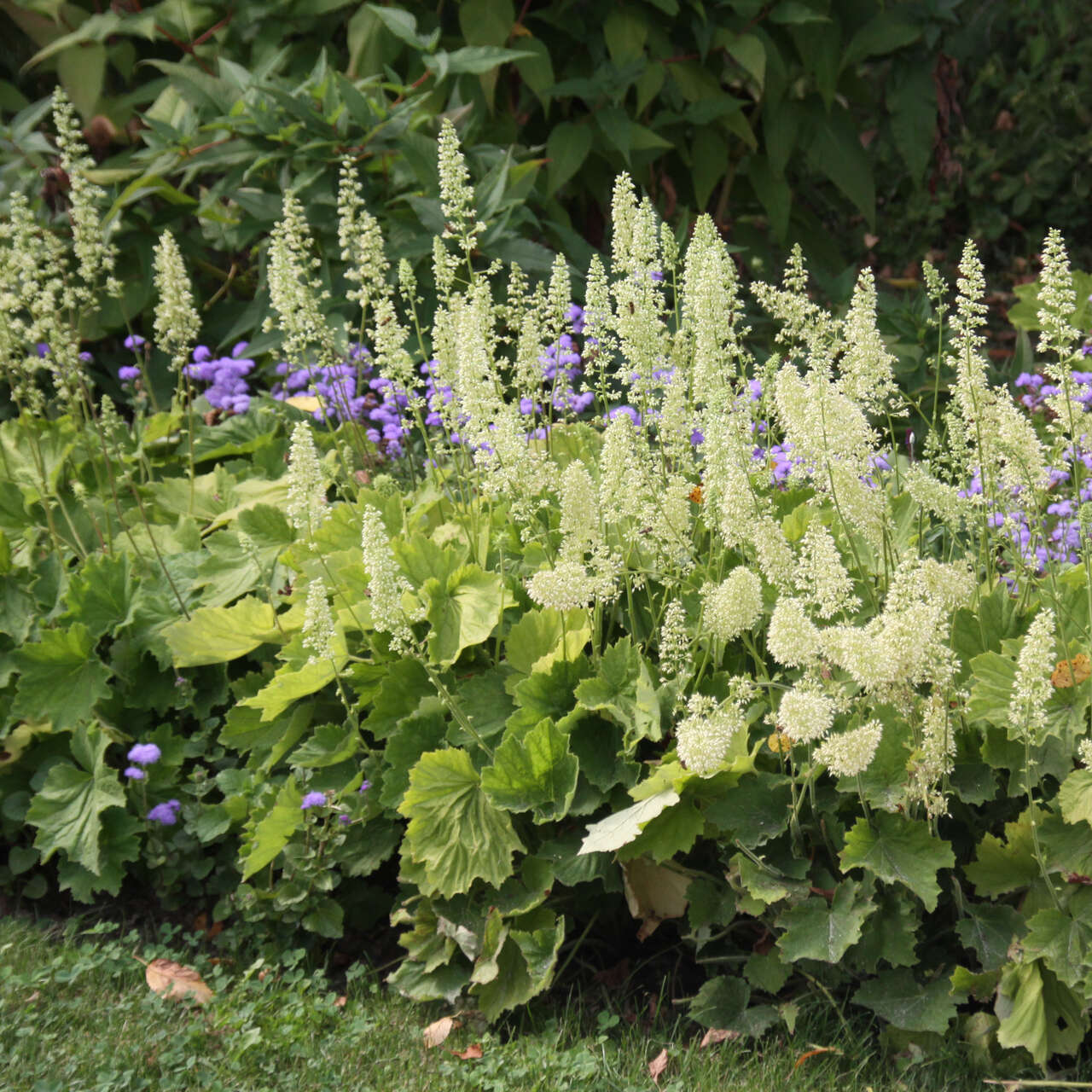 purpurgl-ckchen-heuchera-chantilly-wei