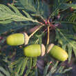 Quercus robur 'Pectinata': Bild 1/7
