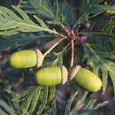 Geschlitztblättrige Stieleiche - Quercus robur 'Pectinata'