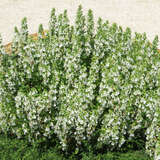 Teucrium chamaedrys 'Schneeflocke' - Edelgamander