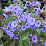 Pulmonaria 'Blue Ensign' - Lungenkraut