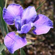 Iris sibirica 'Silver Edge': Bild 2/4