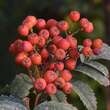 Sorbus esserteauana: Bild 1/2