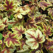 Heucherella 'Gold Zebra': Bild 2/3