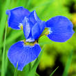 Iris sibirica 'Silver Edge': Bild 4/4