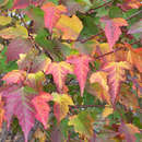 Acer tataricum ginnala - Feuerahorn