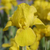 Iris pumila 'Brassie' - Zwerg-Schwertlilie