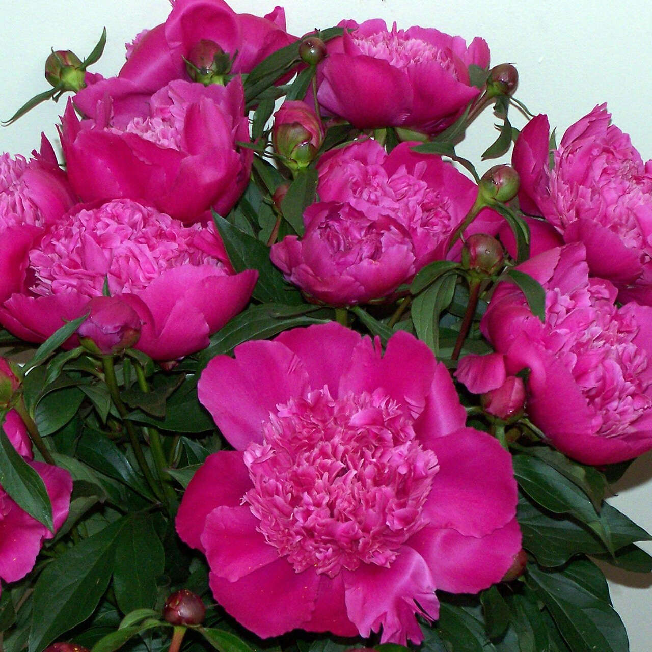Pfingstrose - Paeonia lactiflora 'General McMahon' - rosa