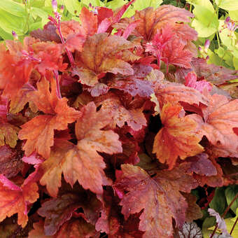 Heucherella 'Sweet Tea'