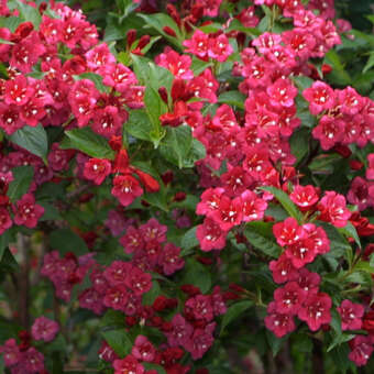 Weigela 'Bristol Ruby'