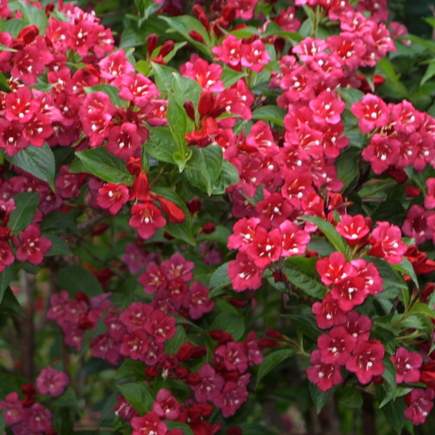 Weigelie rot Weigela 'Bristol Ruby' rot