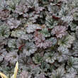 Heuchera 'Rave On': Bild 5/5