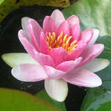 Nymphaea 'Madame 'Wilfron Gonnere' - Seerose