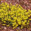 Sedum acre: Bild 3/4
