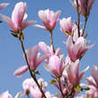 Magnolia 'Heaven Scent': Bild 3/7