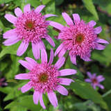 Echinacea purpurea 'Pink Double Delight' - Sonnenhut