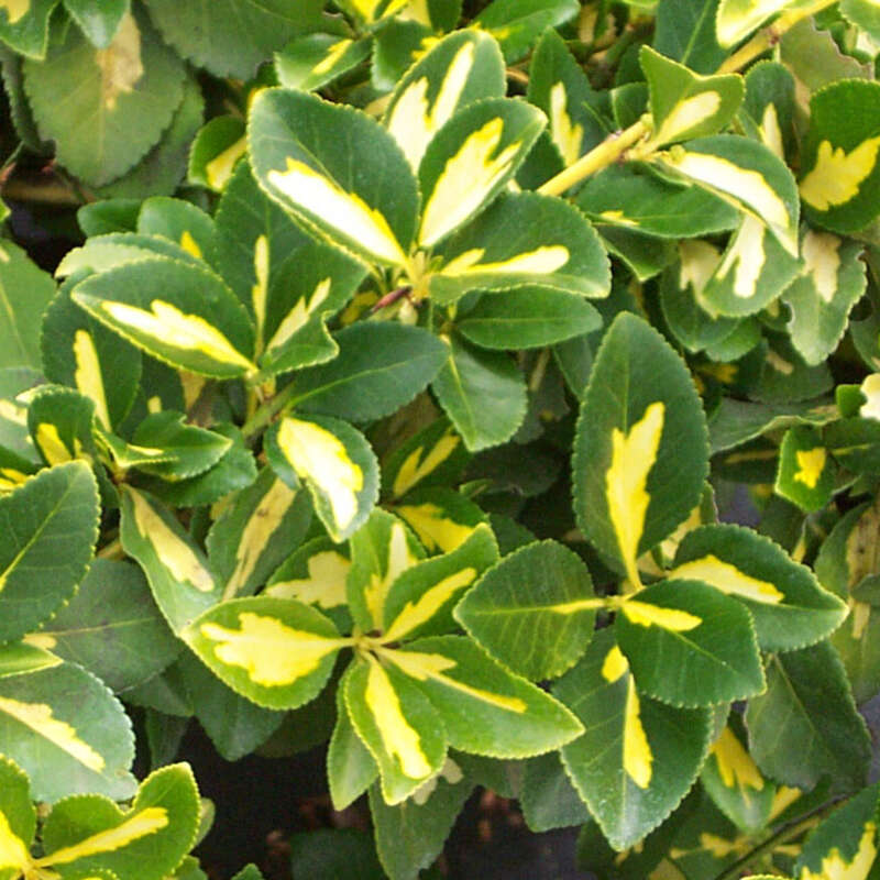 Bunter Kriech-Spindelstrauch - Euonymus fortunei 'Blondy' - wei