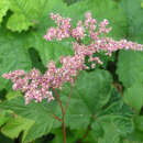 Filipendula purpurea 'Elegans' - Spierstaude, Mädesüß