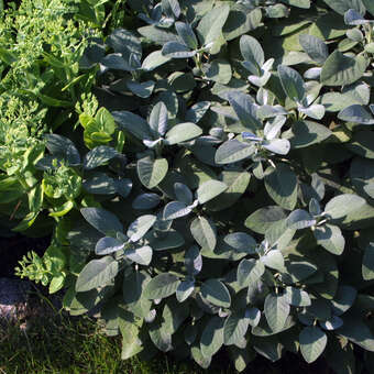 Gartensalbei Salvia officinalis 'Berggarten' blau
