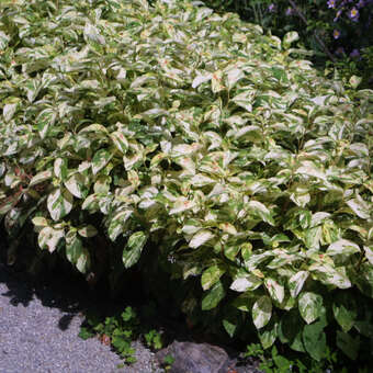 Persicaria virginiana 'Variegata'