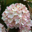 Viburnum plicatum 'Rosace': Bild 1/4