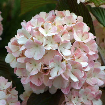 Viburnum plicatum 'Rosace'