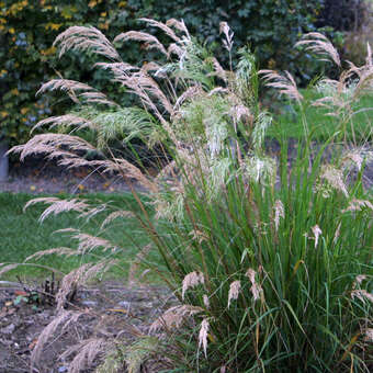 Stipa calamagrostis