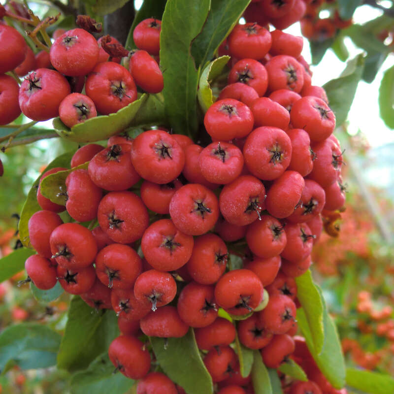 Feuerdorn Pyracantha Saphyr Rouge Weiss