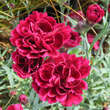 Dianthus plumarius 'Isabella': Bild 2/2