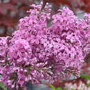 Syringa chinensis 'Saugeana' - Chinesischer Flieder