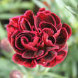 Dianthus plumarius 'Isabella': Bild 1/2