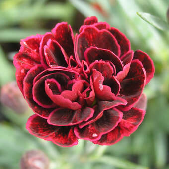 Dianthus plumarius 'Isabella'