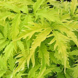 Sambucus racemosa 'Sutherland Gold' - Gelber Traubenholunder