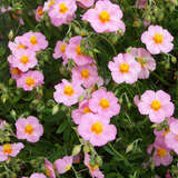 Helianthemum 'Lawrensons Pink' - Sonnenröschen