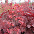 Heuchera 'Cherry Cola': Bild 2/3