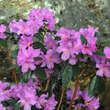 Rhododendron 'Praecox': Bild 1/9