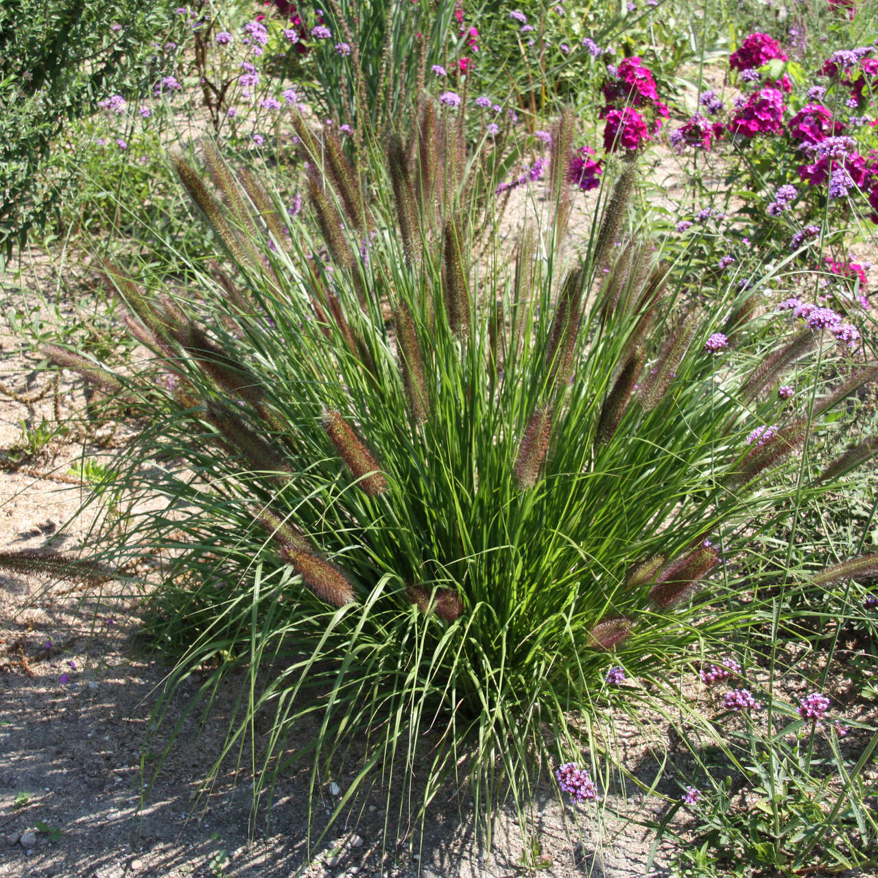 Lampenputzergras - Pennisetum alopec. 'Red Head' - zuerst rosa, später ...