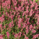Agastache rugosum 'Red Fortune' - Mexikanischer Ysop