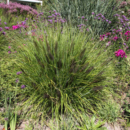 Lampenputzergras - Pennisetum alopec. 'Moudry' - dunkle, purpurviolette ...