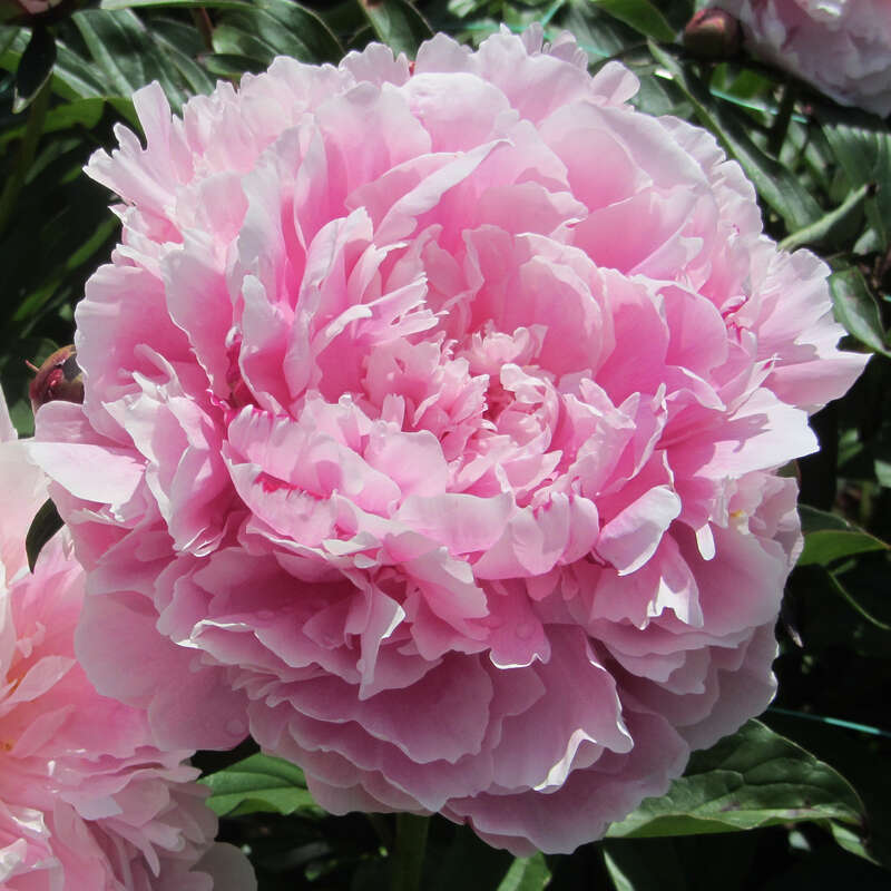 Pfingstrose - Paeonia lactiflora 'Sarah Bernhardt'