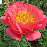 Paeonia lactiflora 'Coral Sunset' - Pfingstrose