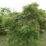 Aesculus mutabilis 'Penduliflora' - Orangeblühende Kastanie
